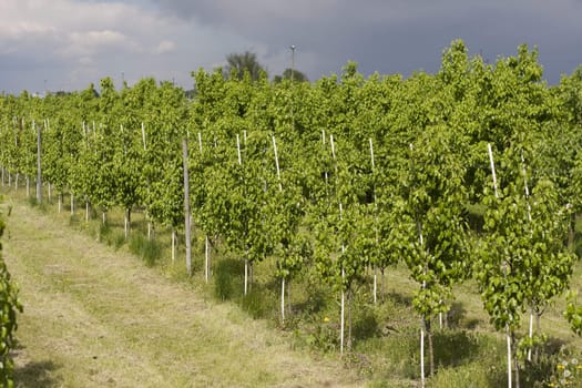 apple orchard