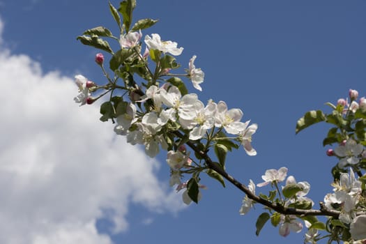 Apple tree blossom