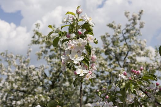 Apple tree blossom