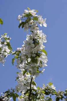 Apple tree blossom