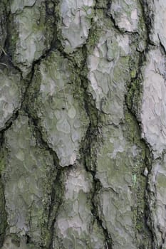 bark of an old tree