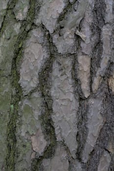 bark of an old tree