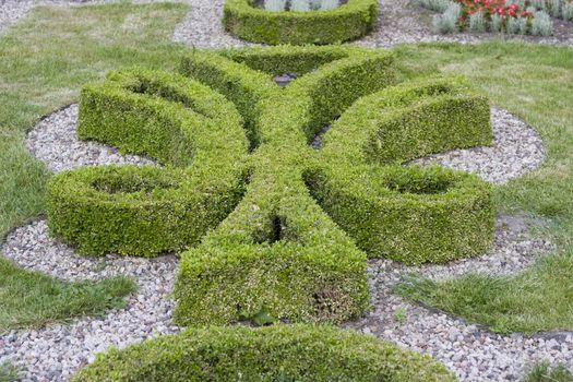 garden's pattern made of boxwood