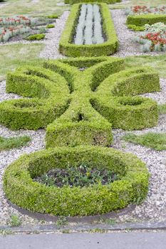 garden's pattern made of boxwood