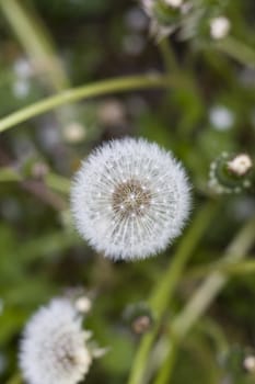 dandelion