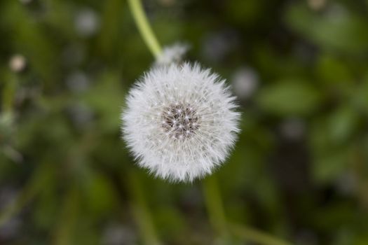 dandelion