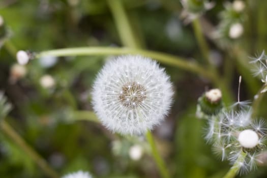 dandelion