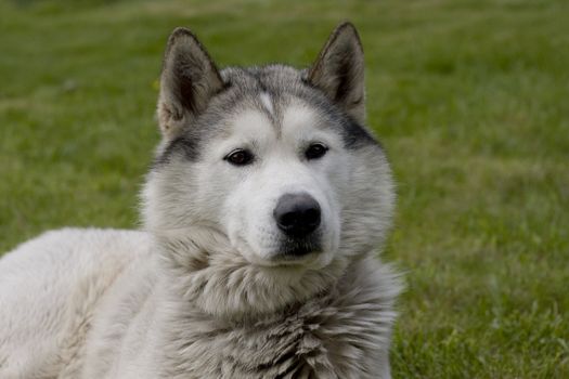 lying husky on a green grass