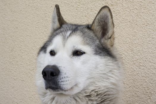 head of husky - sled dog