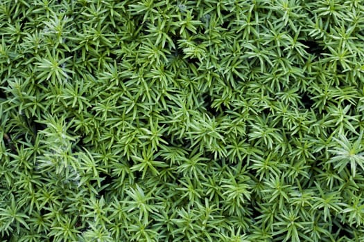 close up of a juniper