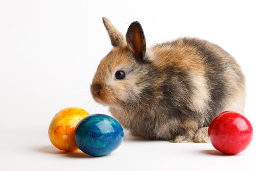A rabbit with easter eggs isolated on white background