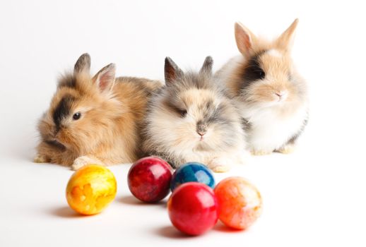 Three young rabbits with easter eggs isolated on white background