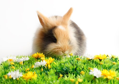 A rabbit with grass isolated on white background