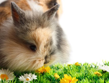 A rabbit with grass isolated on white background