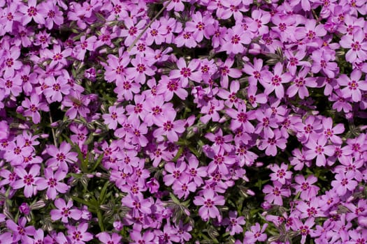 little pink flowers