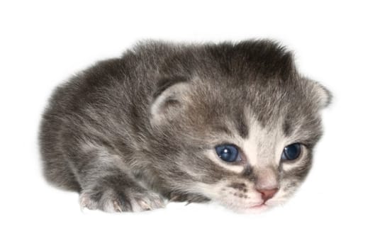 Small kitten on a white background.