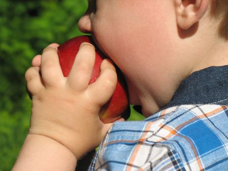 Small child bites off from large red apple