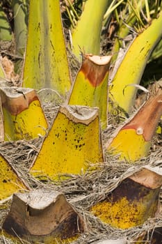 close-up of a palm tree trunk