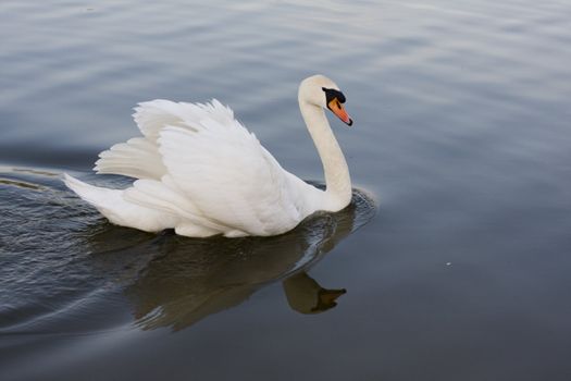 swan on a lake