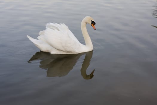 swan on a lake