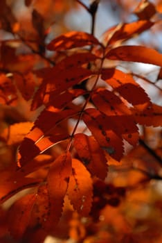 mountain ash