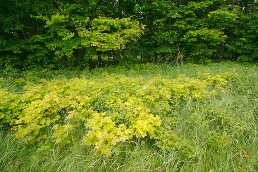 Lush green landscape of forest and field.