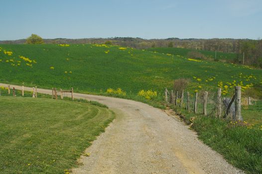 Country road and meadow on a summer day.