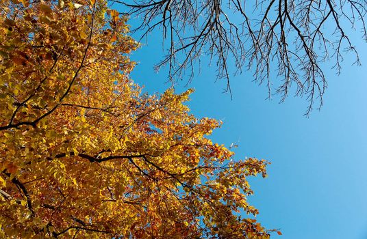 Vibrant yellow and red leaves against deep blue sky.