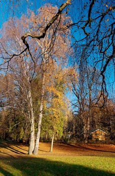 Yellow birch tree on blue sky with bare branches in foreground
