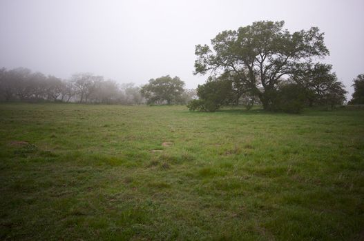 Foggy Countryside with Majestic Oak Trees