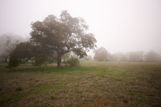 Foggy Countryside with Majestic Oak Trees