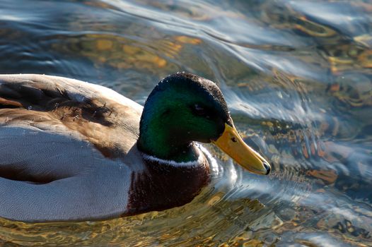 A close-up of a drake, backlit by the evening sun.
