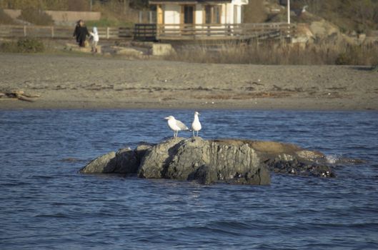 Two seagulls perched on a stone in Oslo fjord
