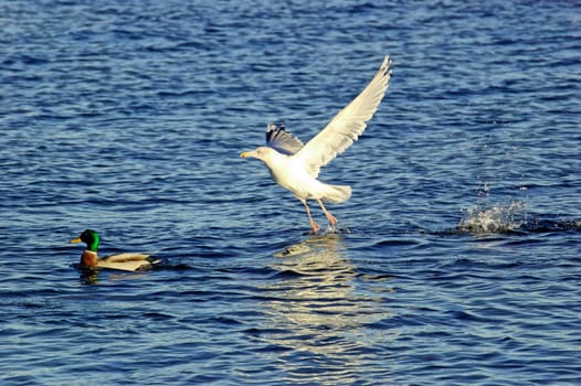 A seagull just lifting off from water and about to make a low fly-over over a drake.
