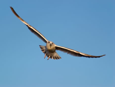 A seagull in a spreadwinged flight set against blue sky, lit by the setting sun.
