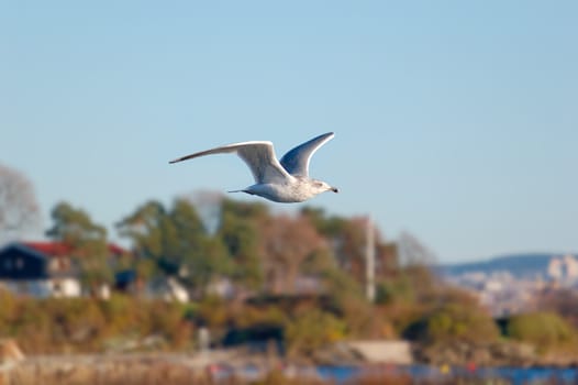 A tern in low flight against a blurred backdrop of vegetation and sky. Clipping path for the bird is included.
