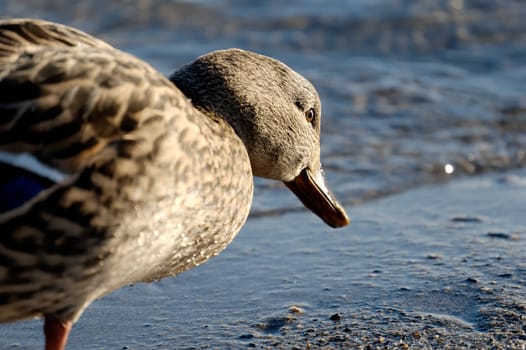 Getting a duck perspective of looking for food on the shore line. Eye-level close-up of a duck.
