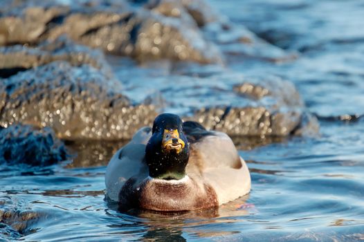 A surprised looking duck, which has just lifted its head from the water.
