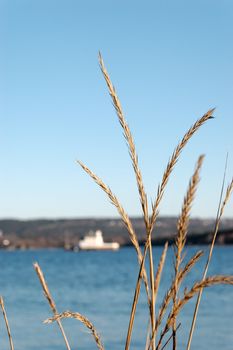 Grass straws framing a blured image of Oslo fjord with a white lighthouse
