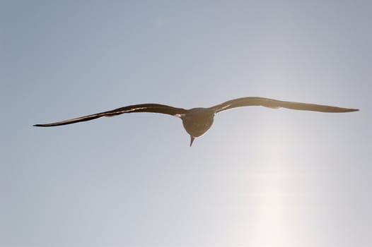 A seagull, flying into the veil of the light.
