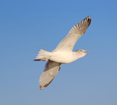 A seagull, screeching in mid-flight.
