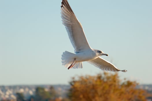 A close-up image of a seagull in flight, with autumn trees in the background
