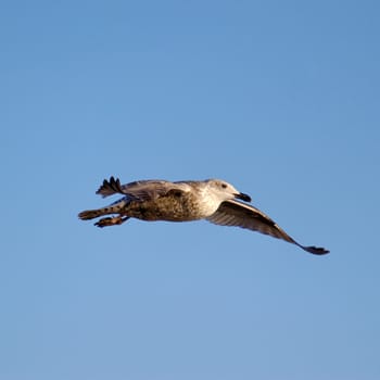 A gliding seagull against clear blue sky.
