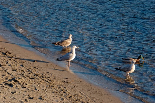 Three seagulls staring at the setting sun.