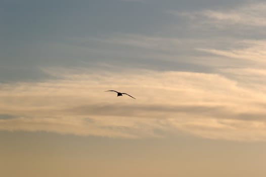 An evening sky with a strech of clouds and a lonely seagull silhouette
