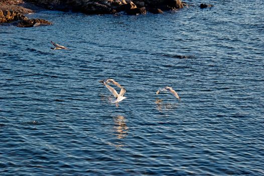 A couple of seagulls, taking off from water
