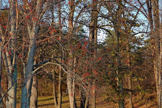 A sparse forest lit by setting sun with a rowan tree bearing berries.
