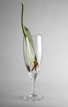 Glass with a flower on a grey background