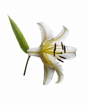 White lily on a white background