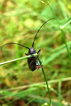 Beetle with long antennas, dangling on the blade.